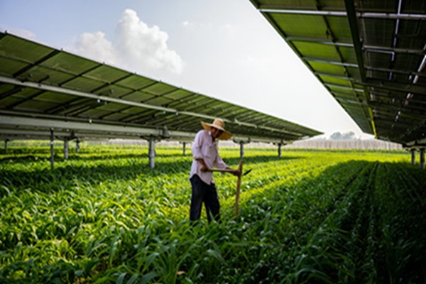 Agricultural Photovoltaic Complementary Power Stations: Maximizing Land Efficiency
