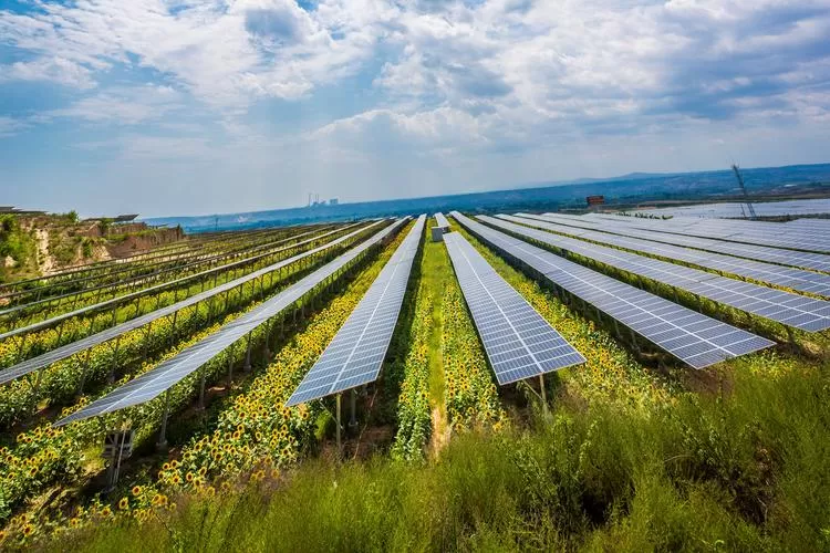 Solar panels illuminated by sunlight on the prairie